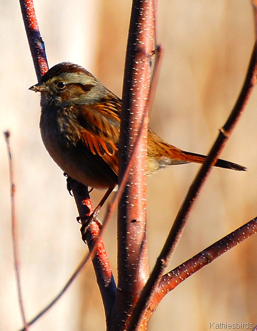 1-1-2011 Swamp Sparrow-kab