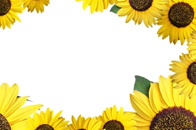 sunflower-pattern
