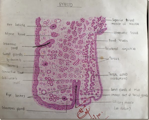 Histology Slides Database Eyelid High Resolution