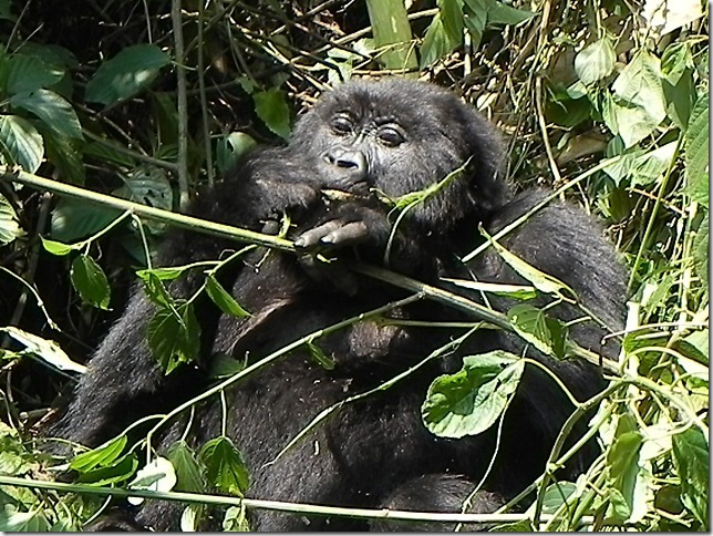 Rwanda_Gorillas (6)