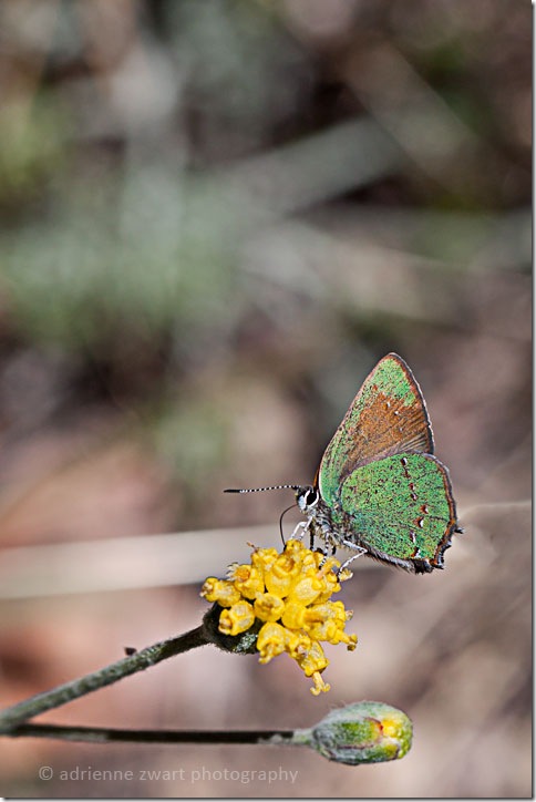 green butterfly on yellow wildflower - photo by Adrienne Zwart