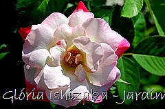 15  - Glória Ishizaka - Rosas do Jardim Botânico Nagai - Osaka