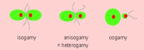 Sexual reproduction in Algae