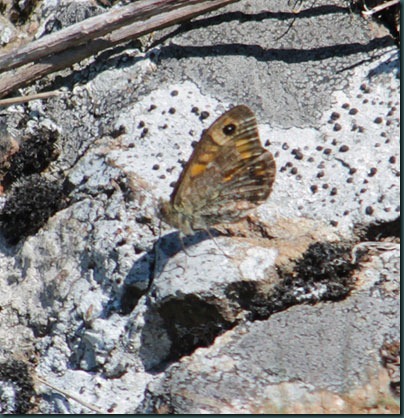 37-wall-butterfly