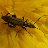 Flower Beetle