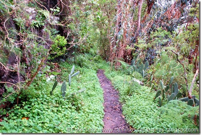 7368 La Laguna-Barranco Lauarel(Camino San Fernando) 7368 La Laguna-Barranco Lauarel(Camino San Fernando)