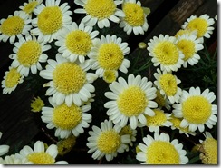 smeaton flowers2