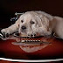 Animals playing instruments - funny dogs, cats and more playing instruments! Compilation 2014 N1