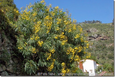 7728 La Laguna-Barranco del Laurel(Cerrajón arboreo) 7728 La Laguna-Barranco del Laurel(Cerrajón arboreo)