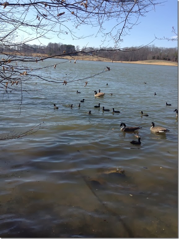 Ducks Geese Cane Creek 3 10 14