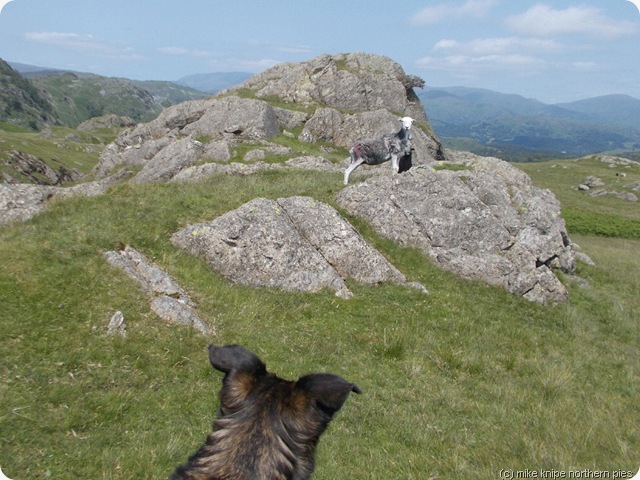 brackeny crag stand-off (bruno won the staring competition)