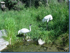 0217 Alberta Calgary - Calgary Zoo The Canadian Wilds - Whooping Crane