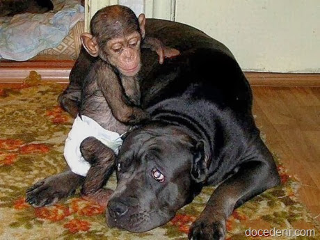 macaco e cadela5