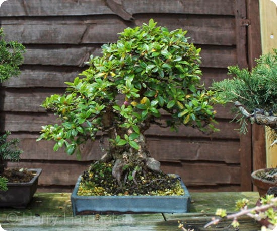 azalea bonsai