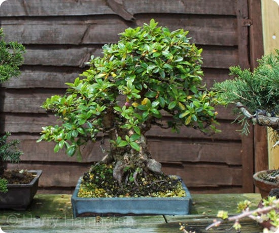 azalea bonsai azalea bonsai