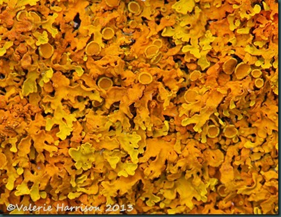 7 Orange-lichen
