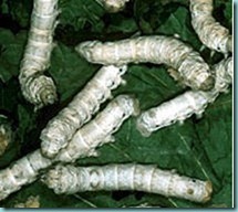 silkworm