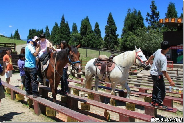 在綿羊秀開始前，青青草原的觀眾席可以付費騎馬繞行觀眾席一圈。