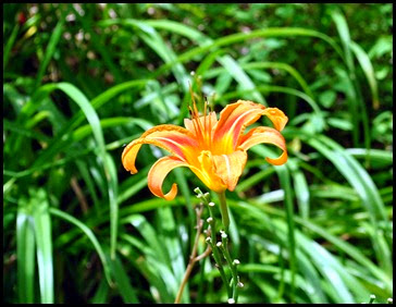 19 - Back at beginning - Daylily is blooming