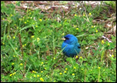 Indigo Bunting 3