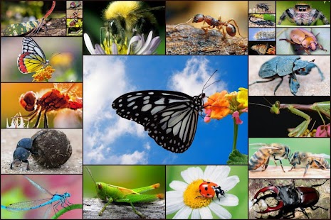 Kids Games Bugs Jigsaw Puzzles Screenshots 10