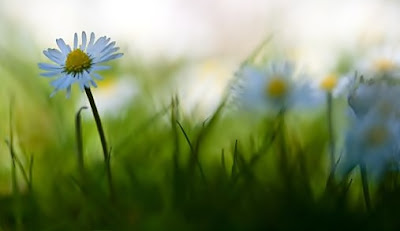 Flor_de_lis_12.jpg