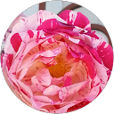 Image Google de Lucia Braga