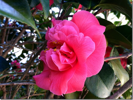 Camellia_2