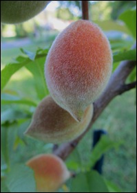 peaches0512 (5)