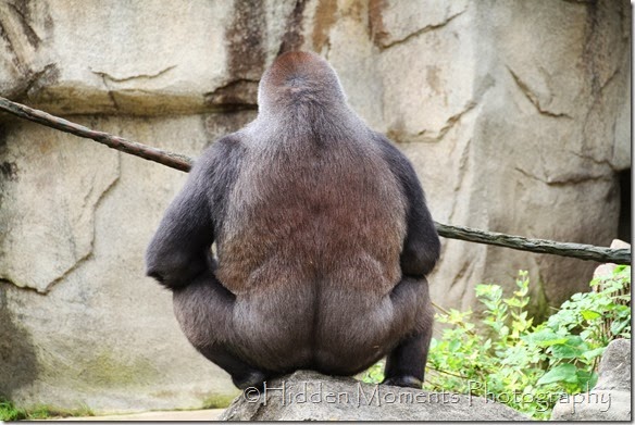 Gorilla Butt