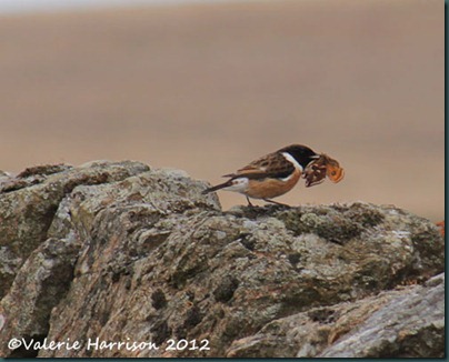 46-stonechat-and-emperor
