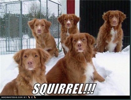 funny-dog-pictures-squirrel