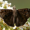 Duskywing skipper