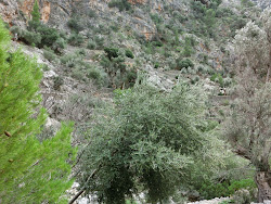 2012-10-20 Mallorca by BREITENGRAD53 - 095