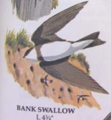 bank swallow picture from bird book