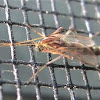 Chironomid Midge