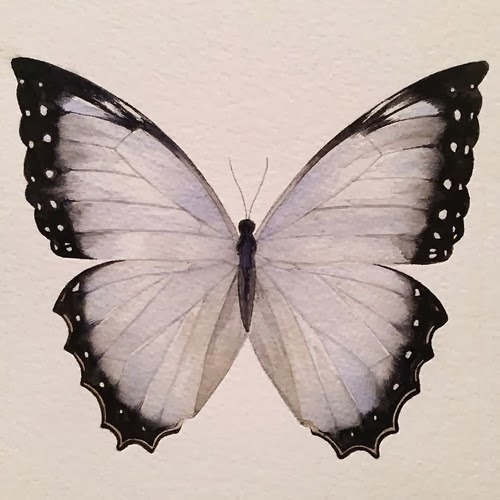 [butterfly43.jpg]