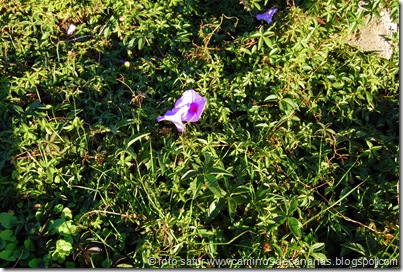 3020 Campanilla palmeada 3020 Campanilla palmeada