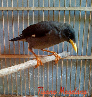 Awas burung semiran (mutasi warna instant) jalak penyu