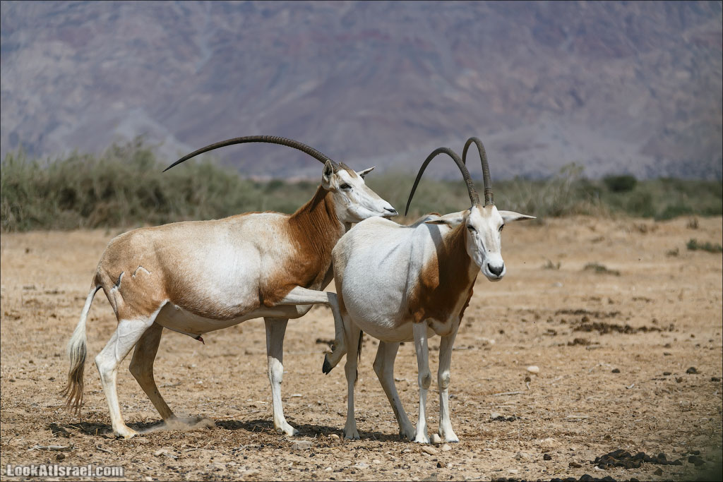 LookAtIsrael.com - Заповедник библейских животных Хай Бар | Hai Bar reserve | חי בר