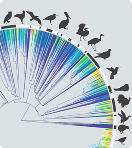 birds-internal birds-internal