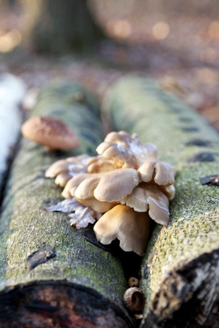 homegrown_mushrooms-4