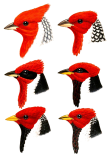 Suara burung red crested cardinal red crested cardinal