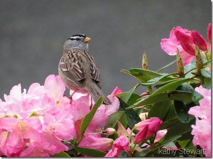 White-crowned Sparrow in Rhodo
