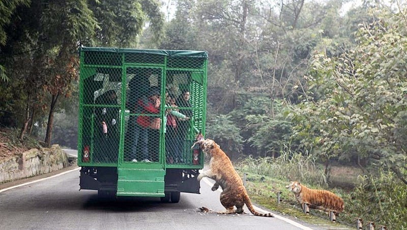 Chinese Zoo Locks Visitors in Cages, Lets Animals Roam Free | Amusing Planet