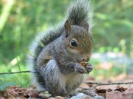 [Amazing%2520Animals%2520Pictures%2520Squirell%2520%25285%2529%255B3%255D.jpg]
