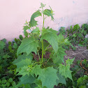 Chenopodium hybridum