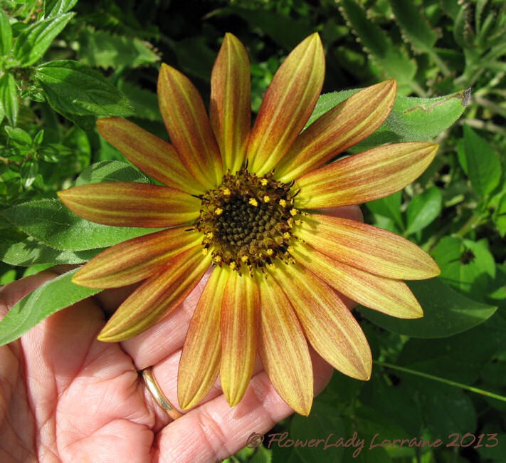 [06-09-sunflower%255B2%255D.jpg]
