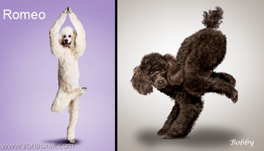 Anjing Senam Yoga (12)