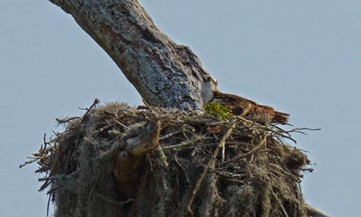 Osprey, near Holiday, Florida